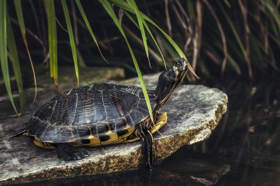 Die größte Auffangzucht für bedrohte Schildkrötenarten setzt auf GRANDER Wasserbelebung